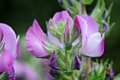 Spiny restharrow (close-up of flowers)