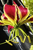 Glory lily (Gloriosa rothschildiana)
