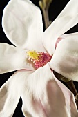 Magnolie (Magnolia grandiflora)