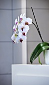 Orchid in flowerpot