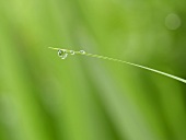 Drops of water on blade of grass (close-up)