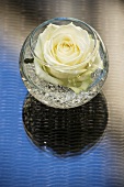 White rose in a round glass