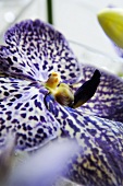 Orchid flower (close-up)