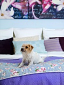 Hund liegt auf geblümter Tagesdecke eines Bettes