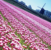 Large tulip field with windmill
