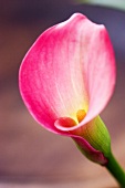 A pink calla lily (close-up)