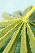 Lupin leaf (from below)