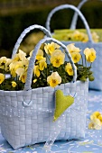 Bag filled with yellow horned violets