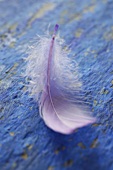 A purple feather on a blue background