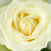 White rose with drops of water (close-up)