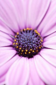 African daisy (close-up)
