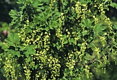 Currant bush with flowers