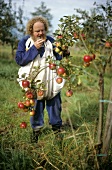 Man picking apples