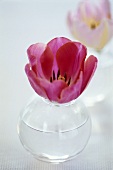 A tulip in a round glass vase