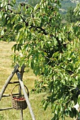 Basket of cherries hanging on a ladder under a cherry tree