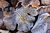 Autumn leaves with hoar frost