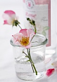 Wild roses in a glass of water