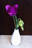 Tulips in a vase