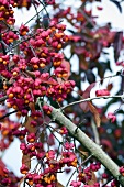 Spindle tree fruits on branches (Euonymus europaeus)