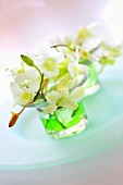 White orchids in glasses