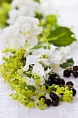 Hydrangea, lady's mantle and blackcurrants
