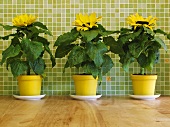 Drei Sonnenblumen in gelben Töpfen