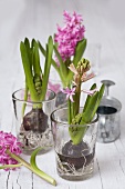 Hyacinths with bulbs and roots