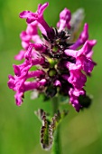 Stachys officinalis, purple betony with blossom