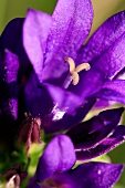 Clustered bellflower (close up)