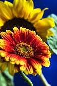 Gerbera flower with sunflower
