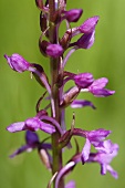 Fragrant orchid with blossom and buds