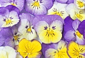 Yellow and purple pansies