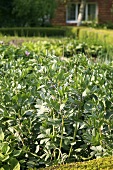 Several flowering broad bean plants in a vegetable bed