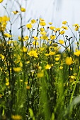 Buttercups on a meadow (close up)