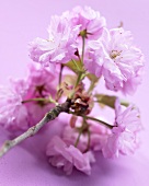 Cherry blossoms (prunus)