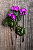 Violets (cyclamen coum) on a wooden surface