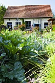 A country vegetable garden