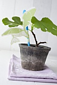 A small fig tree in a flowerpot with decoration