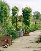 Vegetable garden with a watering can