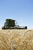 Reaper in a wheat field
