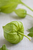 Green physalis flowers (close-up)
