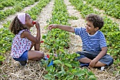 Two children eating strawberries in a strawberry field