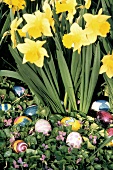 Daffodils Surrounded by Easter Eggs