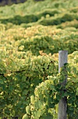 Flowering Vines at a Vineyard
