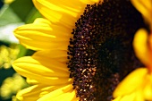 Close Up of a Sunflower
