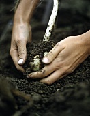 Hands digging garlic out of the earth