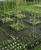 Growing salad, vegetables and flowers with bamboo canes