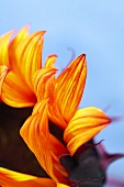 Close Up of Petals on a Sunflower
