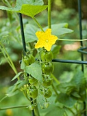 Cherry Tomatoes on the Vine; Not Yet Ripe; Blossom
