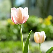 Rosa Tulpen im Garten